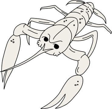 Acocil regio