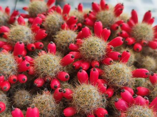 cactus with seed in pot. home plant concept