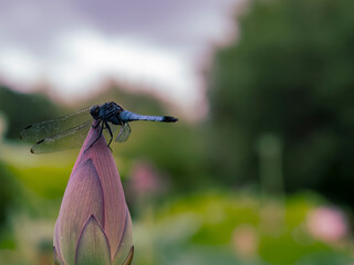 蓮のつぼみとシオカラトンボ