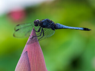 蓮のつぼみとシオカラトンボ