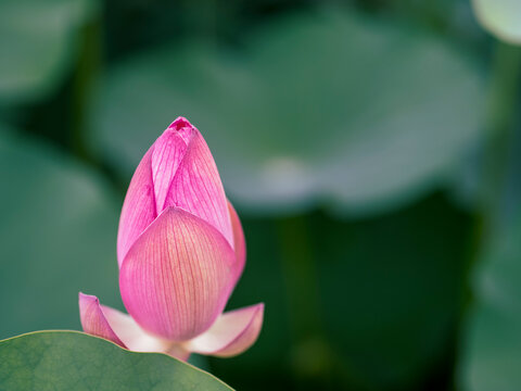 待ち受け画像 Images Browse 4 Stock Photos Vectors And Video Adobe Stock
