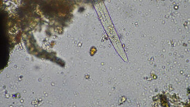 microorganisms and soil biology, with nematodes and fungi under the microscope.