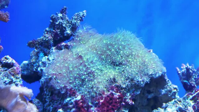 Sarcophyton in a reef aquarium