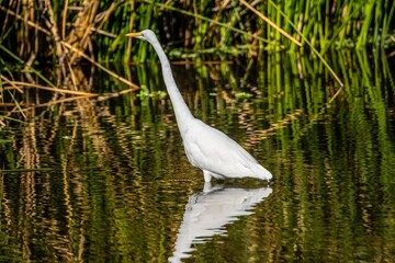 A Great White Egret in Tucson, Arizona
