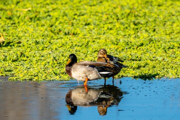 A group of Mallards in Tucson, Arizona