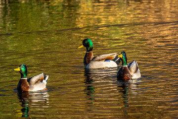 A group of Mallards in Tucson, Arizona