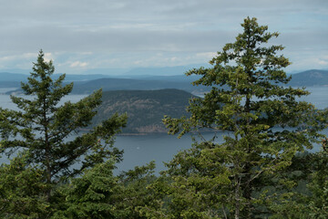 Obraz premium Aerial view of tops of trees on Mt Erie, with Burrows island in the background - 2