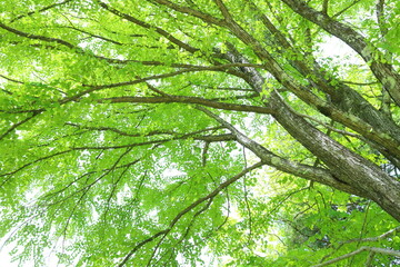新緑のカツラの大木