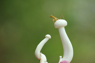 mantis and mushrooms in the forest