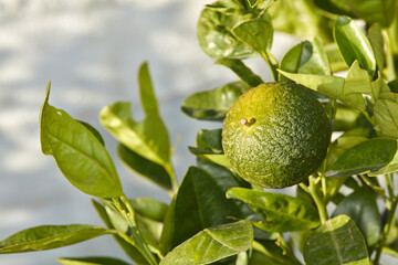 Closeup of green fruit growing on a tree on a sunny day. Zoom in on texture and details of a lime, ready to be picked on a sustainable organic farm in the countryside. Macro view of citrus in nature