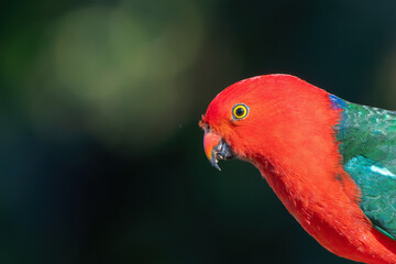 Male Australian king parrot (Alisterus scapularis) closeup portrait, NSW, Australia