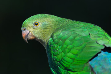 Fototapeta premium Female Australian king parrot (Alisterus scapularis), isolated against a dark background