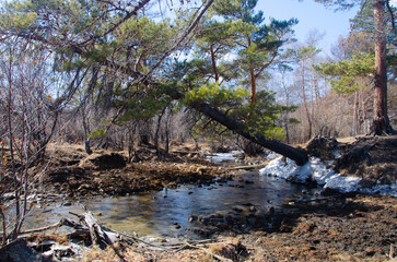 An almost fallen pine tree leans over the creek. Spring forest landscape.