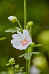 Beautiful, colorful and pretty flower with white petals growing in a lush green garden on a sunny day. Natural spring beauty in nature. Closeup of Althaea officinalis or marsh mallow in the meadow