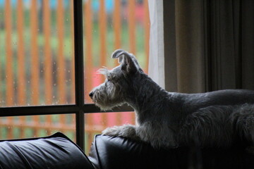 Nosy Schnauzer