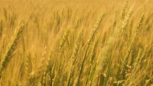 Golden wheat colossus in the evening 