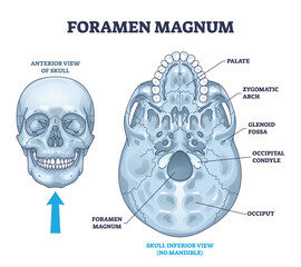 Foramen magnum skeletal bone hole in human skull anatomy outline diagram. Labeled educational scheme with inferior palate, zygomatic arch, glenoid fossa or occipital condyle view vector illustration. - obrazy, fototapety, plakaty