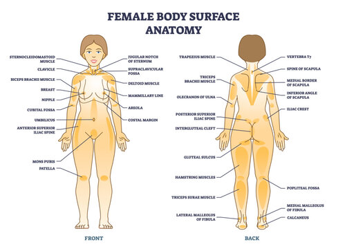 Female body surface general anatomy with medical anatomy outline diagram. Labeled educational scheme with muscles and woman body parts explanation from front anterior and back view vector illustration