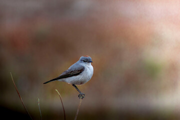 sleepyhead with a reddish neck