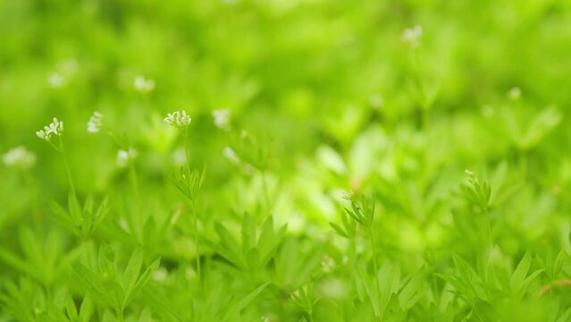 Sweet woodruff, galium odoratum. Galium species, sweet woodruff, our lady s lace. Close up.