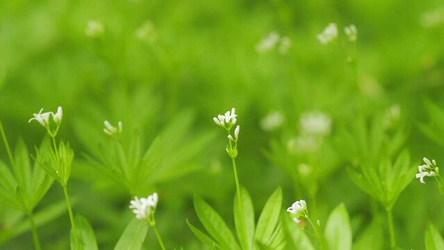 Woodruff or galium odoratum with little white blossoms. Galium odoratum white wildflower in bloom. Close up.