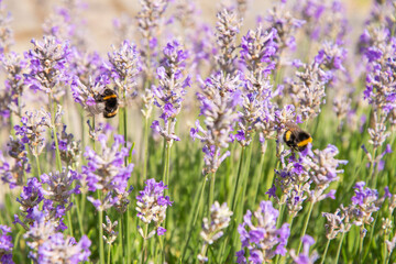 striped bumblebees and bees collect nectar and pollinate purple lavender flowers