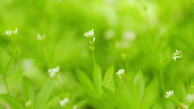 Galium odoratum, the sweet woodruff or sweetscented bedstraw. Flowers in the spring forest. Close up.