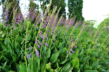 식물, 네이처, flower, 목초, 들판, 나뭇잎, 뜰, 식물, 여름, 봄, 성장, 나뭇잎, 경작, blue, 난폭한, 목초지, 야채, 먹을것, 근접, 신선, green, 나무, flower, 곡류, 매크로