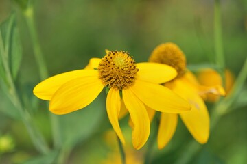 flower, 네이처, yellow, 식물, 뜰, 여름, flower, 블로섬, 봄, 미, 해바라기, 매크로, 개화, 식물, 변색, 데이지, 꽃잎, 곤충, 꿀벌, 들판, 꽃, beautiful, 근접, 아웃도어