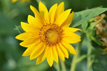 flower, 해바라기, yellow, 네이처, 여름, 식물