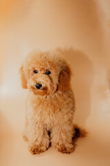 A small red poodle on an orange background after grooming. Front view