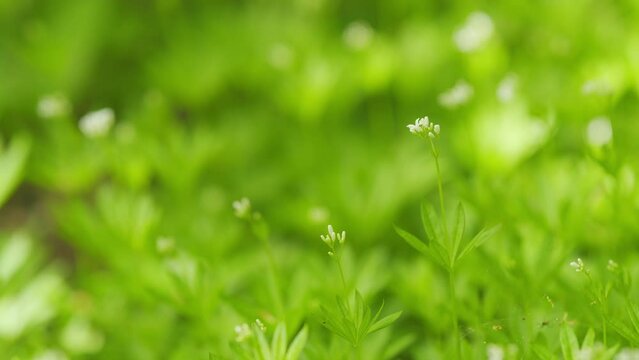 White wildflowers. Bedstraw galium odoratum blooms in spring in the wild in the forest. Close up.