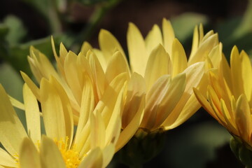 秋の日本の庭に咲く黄色いスプレーギクの花