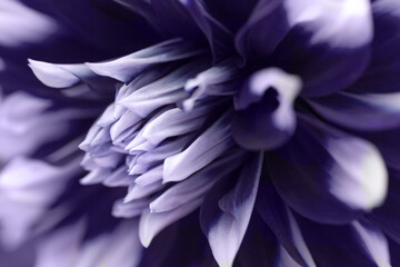 Head of dark violet and white color dahlia flower, closeup. Nature astro backround, petals macro.