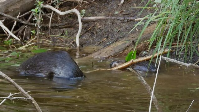 American beaver tries to steal parent chewing stick water nature day