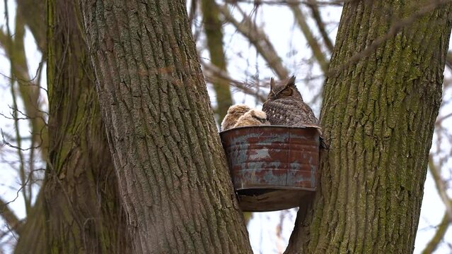 Great Horned Owl with babies in a bucket in a tree.