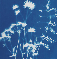 Summer flowers cyanotype blue print. Summer illustration - 519945551