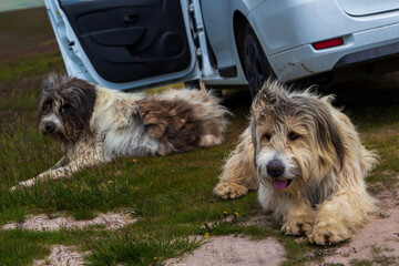 Shepherd dogs