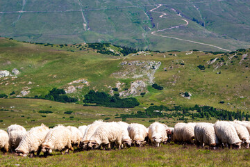 Sheep on the Transalpina, Romania