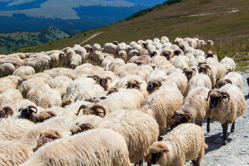 Sheep on the Transalpina, Romania
