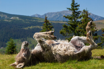 Fototapeta premium Donkey playing