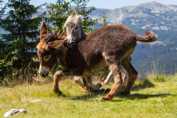 Donkeys on the Transalpina, Romania