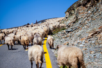 Sheep on the Transalpina
