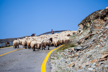 Sheep on the Transalpina