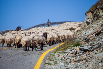 Flock of sheep on the  Transalpina or DN67C in Romania