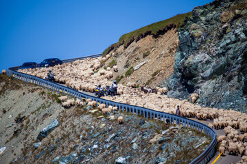 Flock of sheep on the  Transalpina or DN67C in Romania