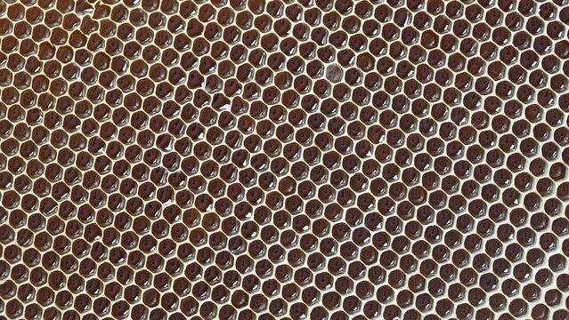 Closeup of a honeycomb with honey, rotates. Background texture and pattern of a section of wax honeycomb from a bee hive filled with honey