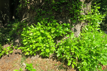 Obraz premium Green growth, young poplar branches at the base of the tree