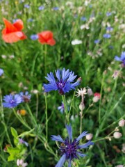 Fototapeta premium Kornblumen im Blumenfeld mit Mohnblume im Hintergrund