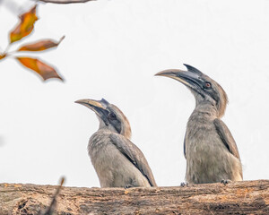 A pair of Grey Hornbill resting